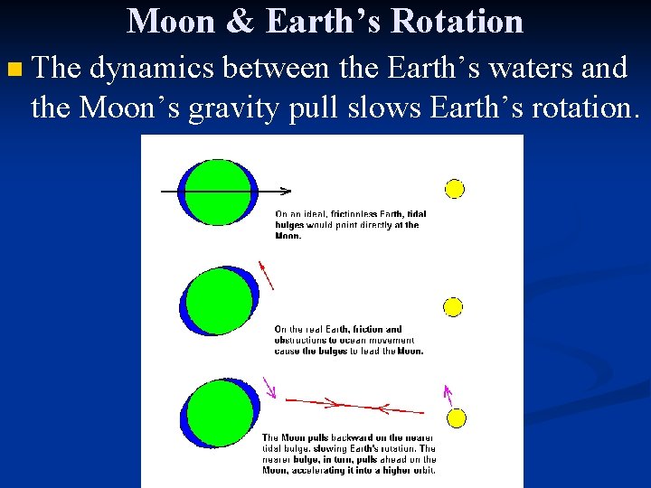 Moon & Earth’s Rotation n The dynamics between the Earth’s waters and the Moon’s