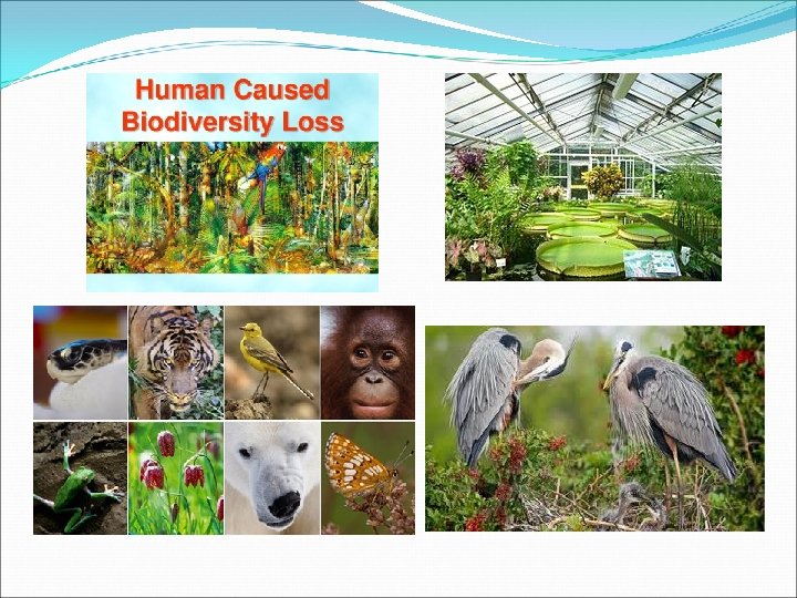 Presented By Indrani Bhattacharya Shhq H Biodiversity Hi