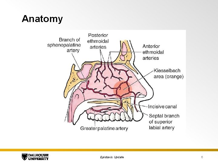 Anatomy Epistaxis Update 6 