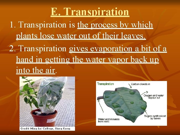 E. Transpiration 1. Transpiration is the process by which plants lose water out of