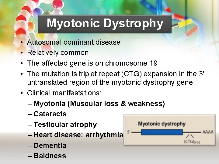 Myotonic Dystrophy • • Autosomal dominant disease Relatively common The affected gene is on