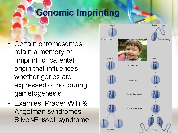 Genomic Imprinting • Certain chromosomes retain a memory or “imprint” of parental origin that