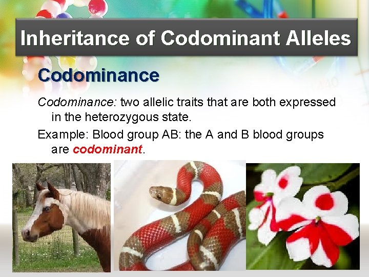 Inheritance of Codominant Alleles Codominance: two allelic traits that are both expressed in the