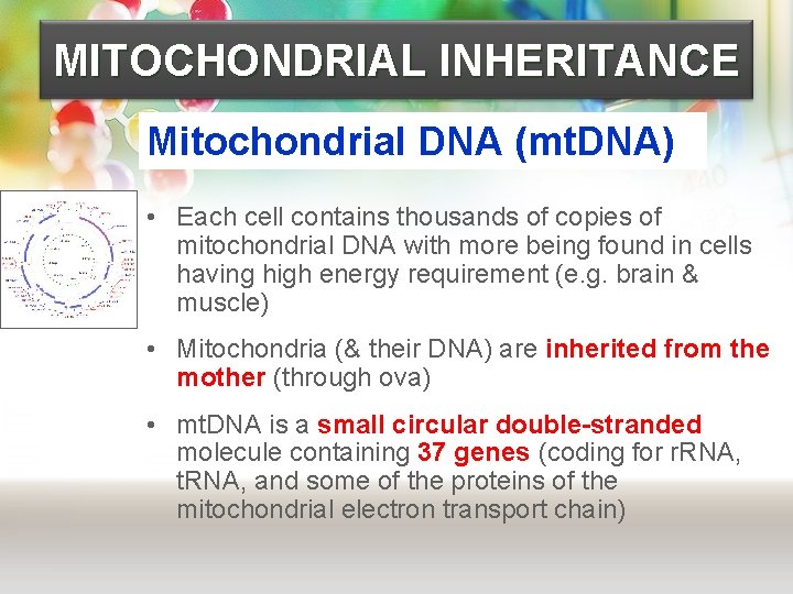 MITOCHONDRIAL INHERITANCE Mitochondrial DNA (mt. DNA) • Each cell contains thousands of copies of