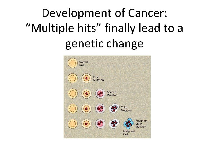 Development of Cancer: “Multiple hits” finally lead to a genetic change 