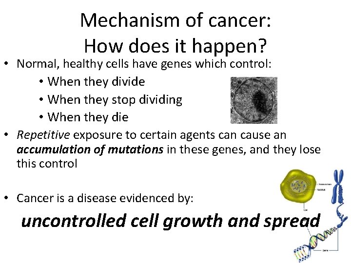 Mechanism of cancer: How does it happen? • Normal, healthy cells have genes which