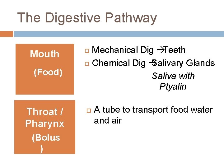 The Digestive Pathway Mouth (Food) Throat / Pharynx (Bolus ) Mechanical Dig Teeth Chemical