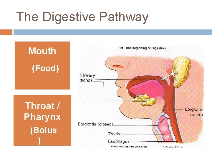 The Digestive Pathway Mouth (Food) Throat / Pharynx (Bolus ) 