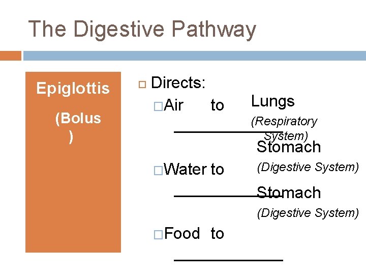 The Digestive Pathway Epiglottis (Bolus ) Directs: Lungs �Air to (Respiratory ______ System) Stomach