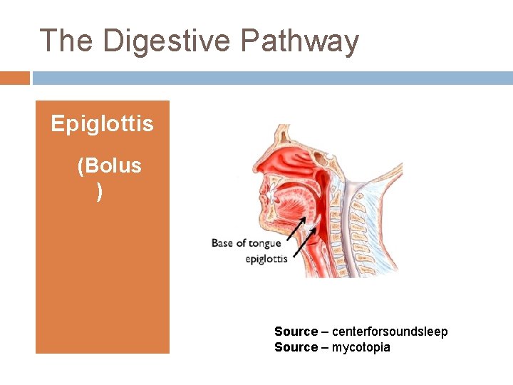 The Digestive Pathway Epiglottis (Bolus ) Source – centerforsoundsleep Source – mycotopia 