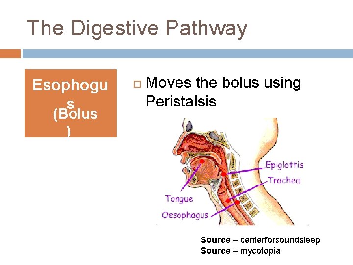 The Digestive Pathway Esophogu s (Bolus ) Moves the bolus using Peristalsis Source –