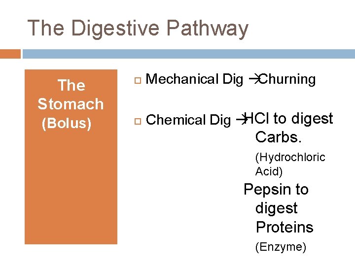 The Digestive Pathway The Stomach (Bolus) Mechanical Dig Churning Chemical Dig HCl to digest