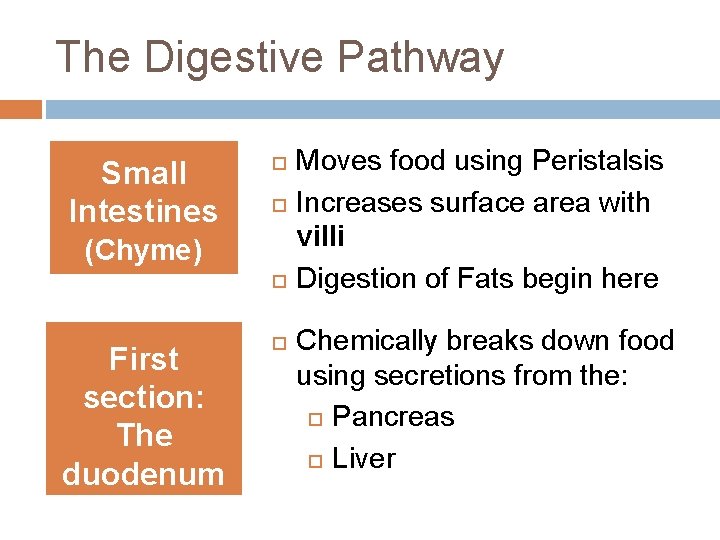 The Digestive Pathway Small Intestines (Chyme) First section: The duodenum Moves food using Peristalsis