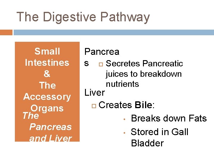 The Digestive Pathway Small Intestines & The Accessory Organs The Pancreas and Liver Pancrea