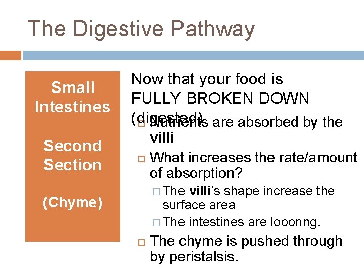 The Digestive Pathway Small Intestines Second Section Now that your food is FULLY BROKEN