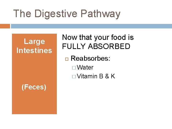The Digestive Pathway Large Intestines Now that your food is FULLY ABSORBED Reabsorbes: �