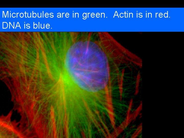 Microtubules are in green. Actin is in red. DNA is blue. 