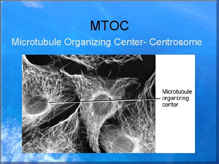 MTOC Microtubule Organizing Center- Centrosome 