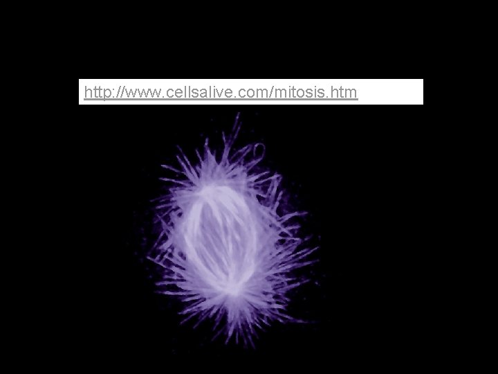 http: //www. cellsalive. com/mitosis. htm 