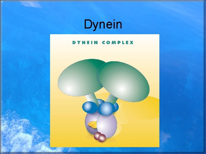 Dynein 