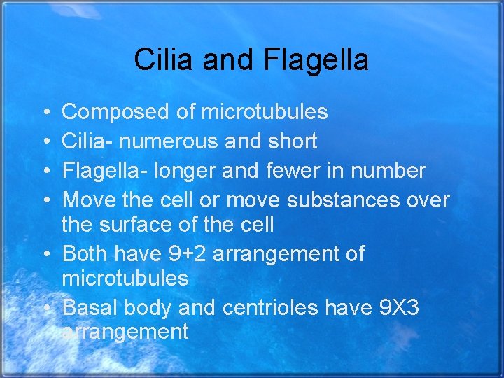 Cilia and Flagella • • Composed of microtubules Cilia- numerous and short Flagella- longer