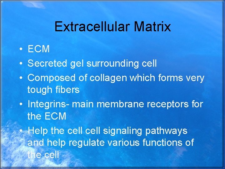 Extracellular Matrix • ECM • Secreted gel surrounding cell • Composed of collagen which