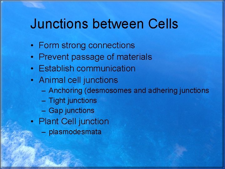 Junctions between Cells • • Form strong connections Prevent passage of materials Establish communication