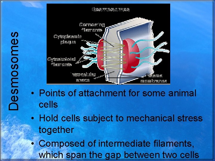 Desmosomes • Points of attachment for some animal cells • Hold cells subject to