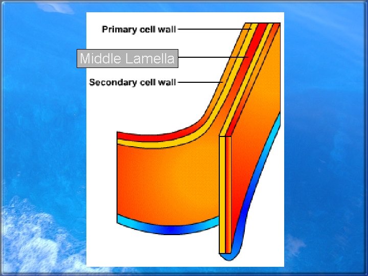 Middle Lamella 