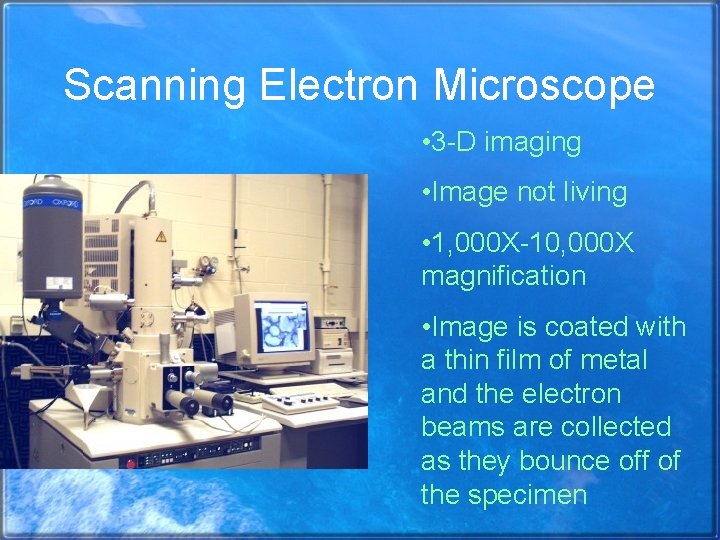 Scanning Electron Microscope • 3 -D imaging • Image not living • 1, 000