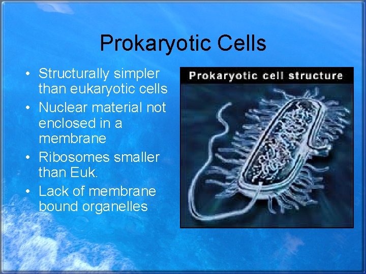 Prokaryotic Cells • Structurally simpler than eukaryotic cells • Nuclear material not enclosed in