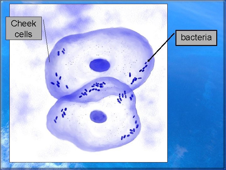 Cheek cells bacteria 