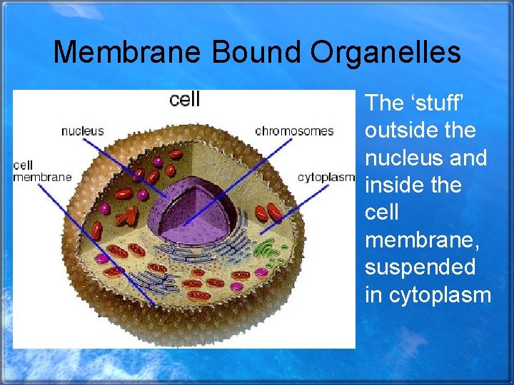 Membrane Bound Organelles The ‘stuff’ outside the nucleus and inside the cell membrane, suspended