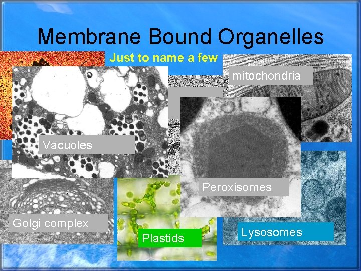 Membrane Bound Organelles Just to name a few ribosomes mitochondria Endoplasmic reticulum Vacuoles Peroxisomes