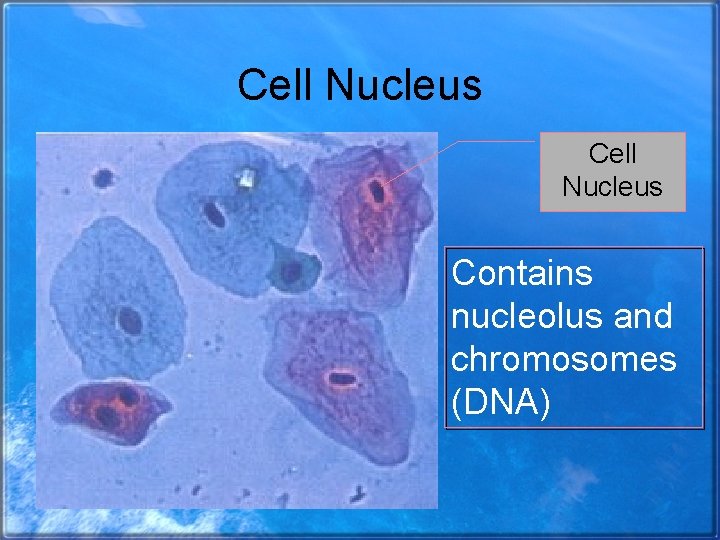 Cell Nucleus Contains nucleolus and chromosomes (DNA) 