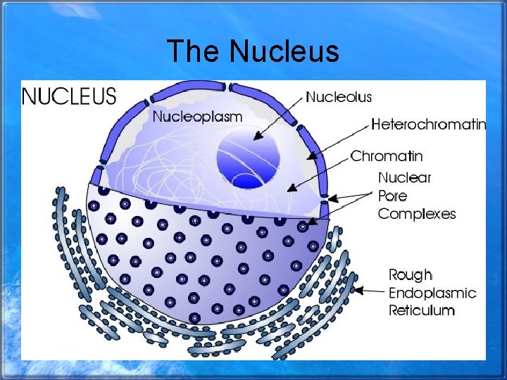 The Nucleus 