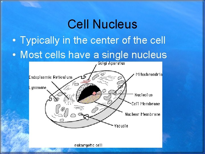 Cell Nucleus • Typically in the center of the cell • Most cells have