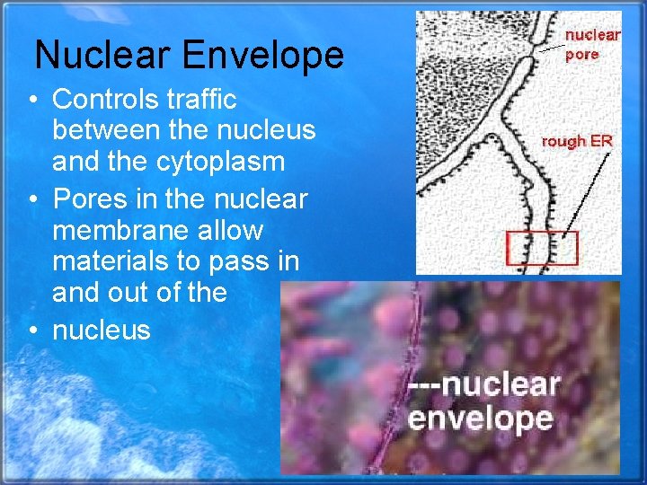 Nuclear Envelope • Controls traffic between the nucleus and the cytoplasm • Pores in