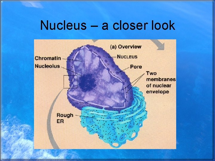 Nucleus – a closer look 