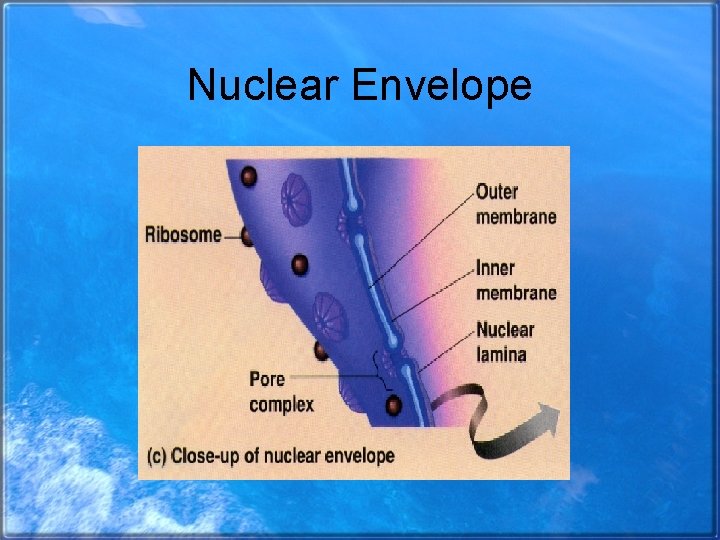 Nuclear Envelope 