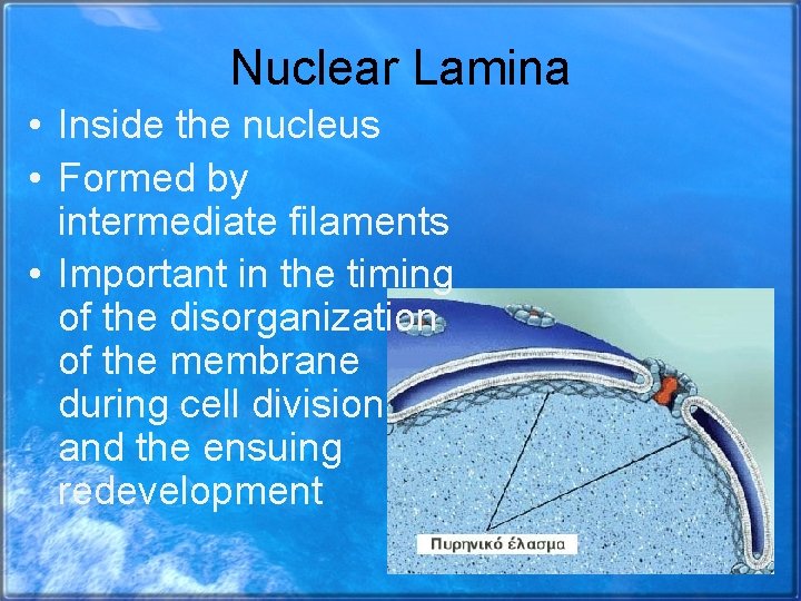 Nuclear Lamina • Inside the nucleus • Formed by intermediate filaments • Important in