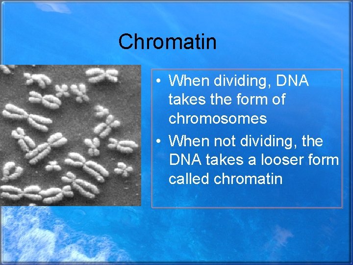 Chromatin • When dividing, DNA takes the form of chromosomes • When not dividing,