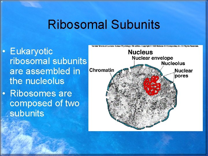 Ribosomal Subunits • Eukaryotic ribosomal subunits are assembled in the nucleolus • Ribosomes are