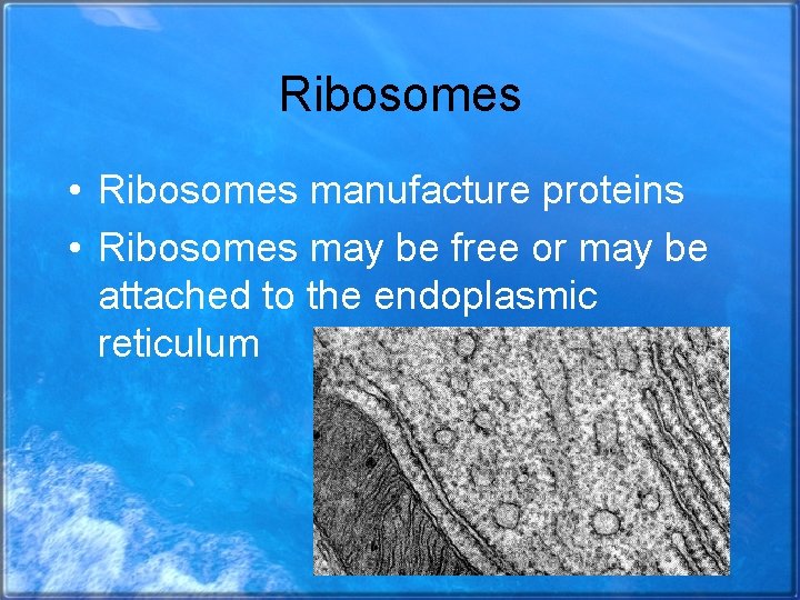 Ribosomes • Ribosomes manufacture proteins • Ribosomes may be free or may be attached