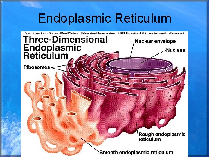 Endoplasmic Reticulum 