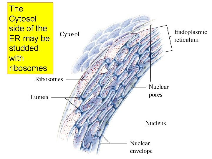 The Cytosol side of the ER may be studded with ribosomes 