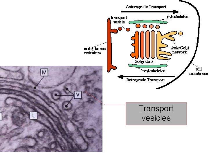 Transport vesicles 