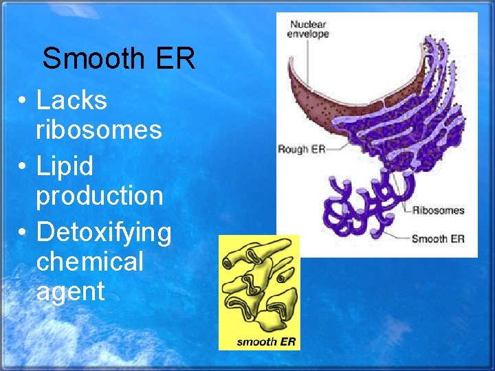 Smooth ER • Lacks ribosomes • Lipid production • Detoxifying chemical agent 