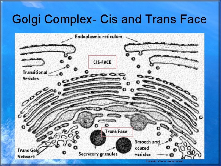 Golgi Complex- Cis and Trans Face University of texas medical school 