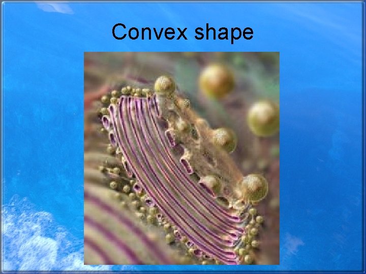 Convex shape 